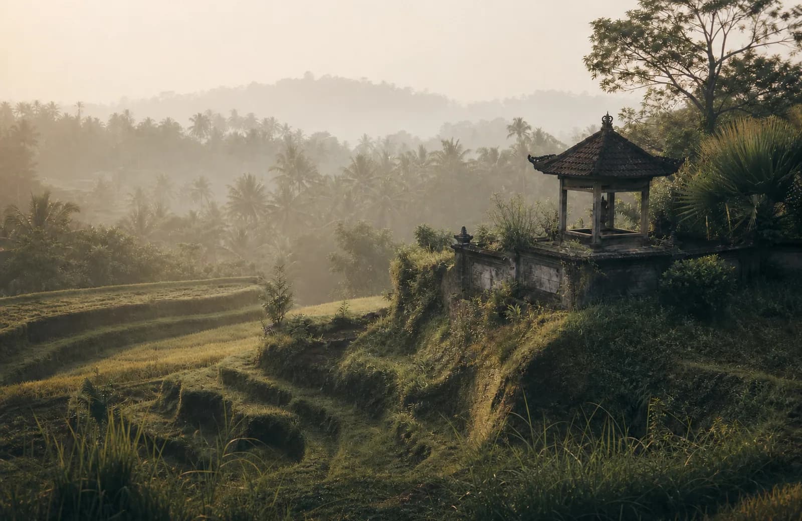 Morning light over rice terraces in Bali